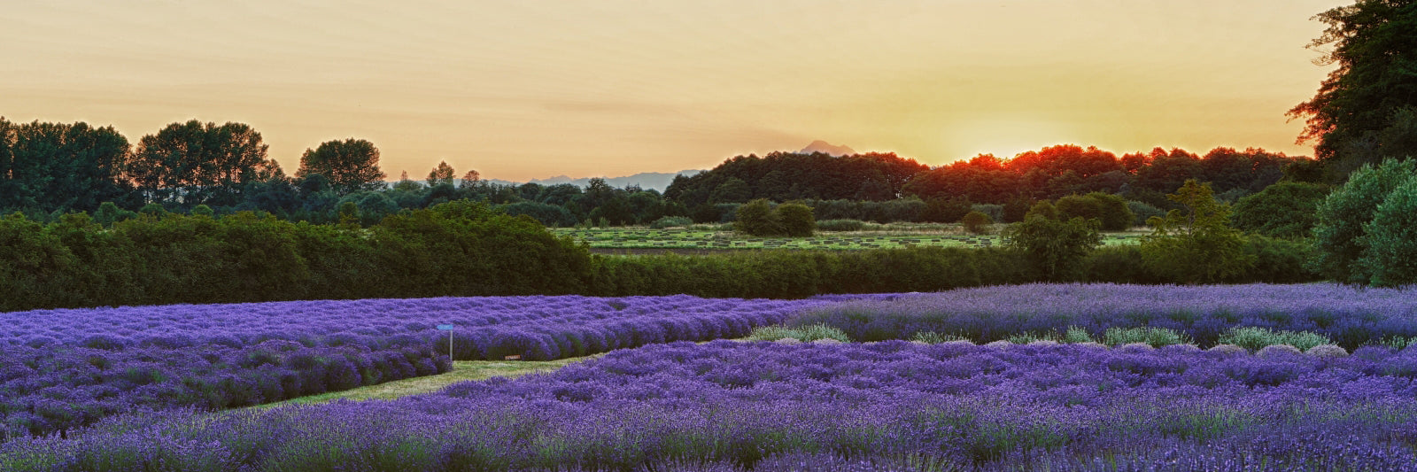 Jardin du Soleil Lavender Farm sunset