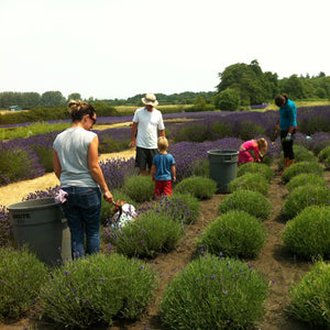 Jardin du Soleil lavender farming experience 2