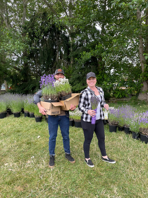 Jardin du Soleil Lavender Festival 2025