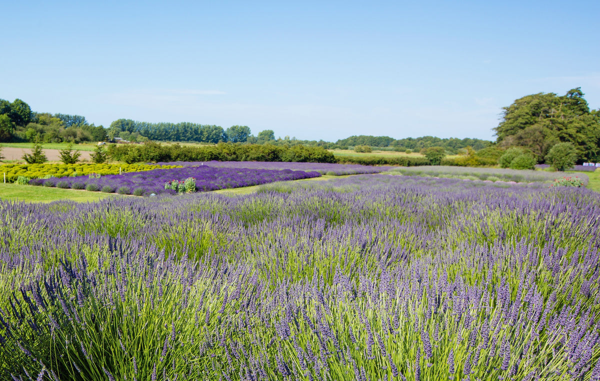 Jardin du Soleil Lavender Festival 2025 in Sequim, WA