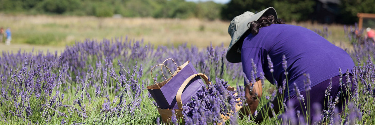 lady in Jardin du Soleil lavender fields