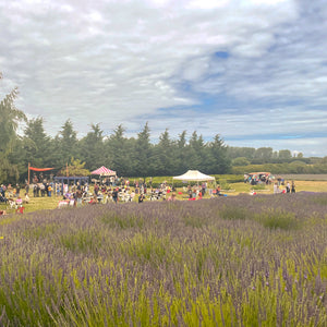 Lavender Festival 