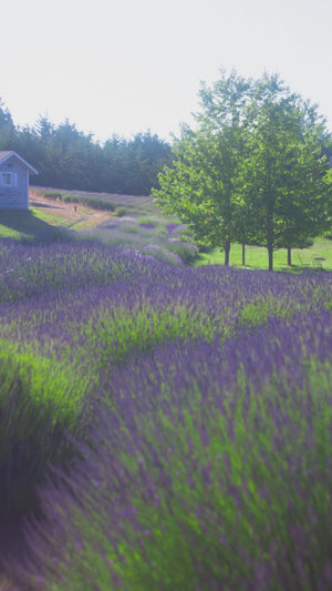 Brunch in the (Lavender) Blooms