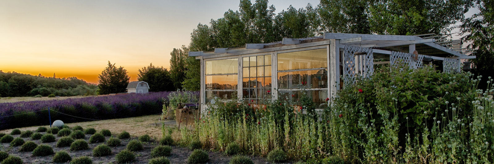 Jardin du Soleil Lavender fields at sunset