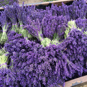 Jardin du Soleil lavender farming experience 1