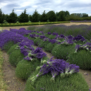 Jardin du Soleil lavender farming experience 3