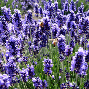 Jardin du Soleil lavender farming experience 4